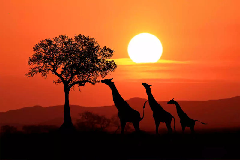 Africa